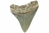 Serrated, Juvenile Megalodon Tooth - North Carolina #309524-1